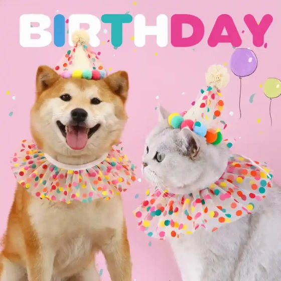 Pet Birthday Outfit with Hat & Bib
